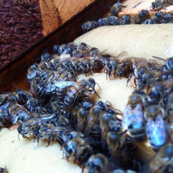 Apiyem Arı Keki (1 Kg) Avrasya Arıcılık Malzemeleri