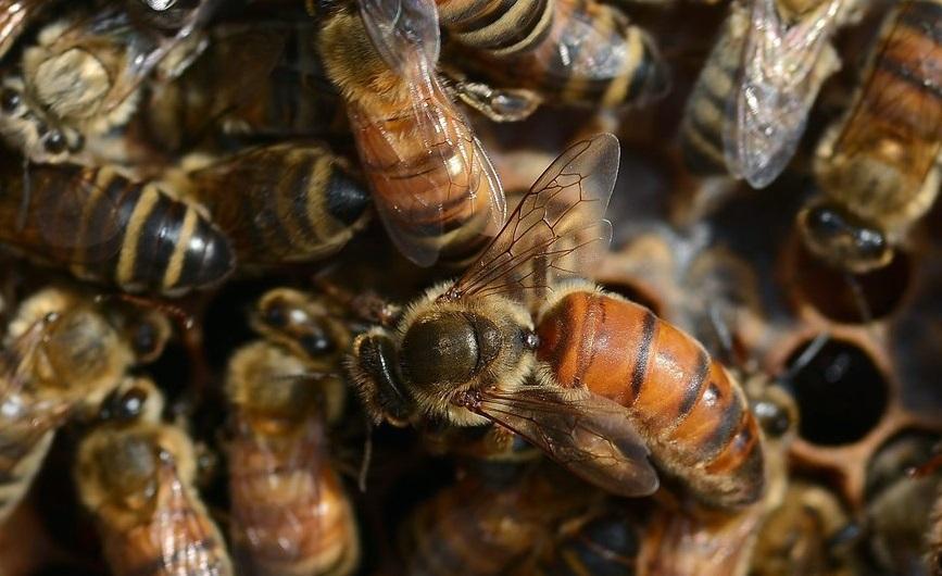 ana arı gen dilek ve şikayet
