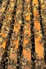 8 çerçeveli paket arı 3