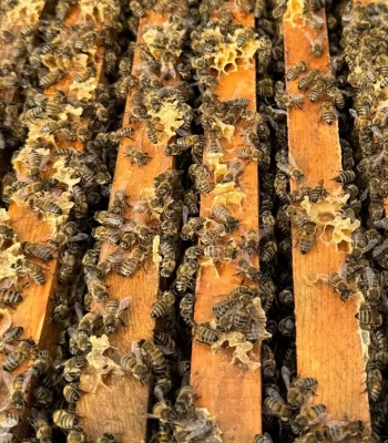 8 çerçeveli paket arı 3