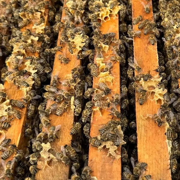 8 çerçeveli paket arı 3