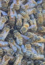 8 Çerçeveli Plastik Kutulu Paket Arı 1