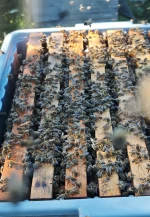 8 Çerçeveli Plastik Kutulu Paket Arı 10