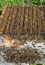 8 Çerçeveli Plastik Kutulu Paket Arı 2