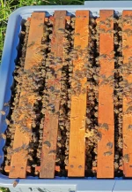 8 Çerçeveli Plastik Kutulu Paket Arı 3