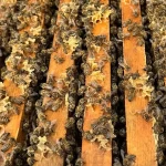 8 Çerçeveli Plastik Kutulu Paket Arı 4