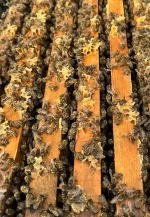 8 Çerçeveli Plastik Kutulu Paket Arı 4