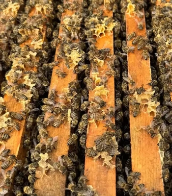 8 Çerçeveli Plastik Kutulu Paket Arı 4