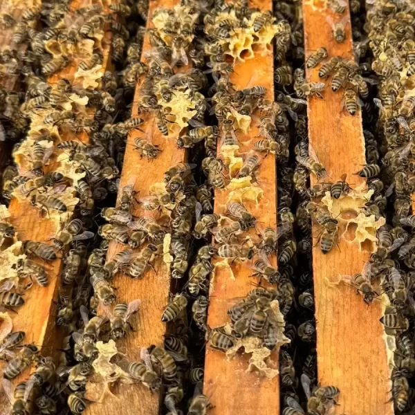 8 Çerçeveli Plastik Kutulu Paket Arı 4