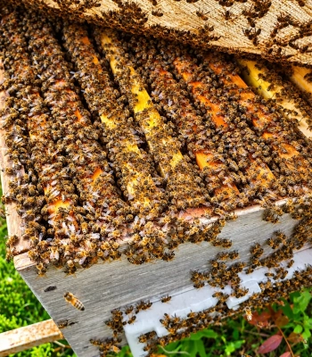 8 Çerçeveli Plastik Kutulu Paket Arı 5