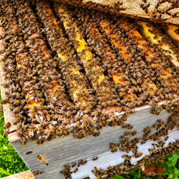 8 Çerçeveli Plastik Kutulu Paket Arı 5