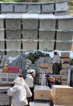 8 Çerçeveli Plastik Kutulu Paket Arı 5