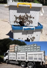 8 Çerçeveli Plastik Kutulu Paket Arı 6