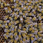 yığılca ana arısı 1