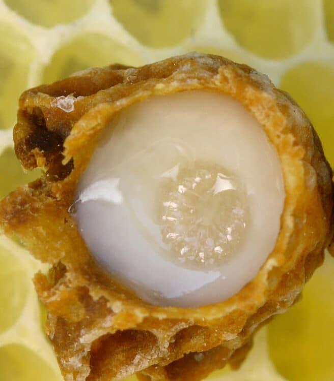 arı sütü 100 gr 3