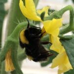 Bombus Arısı
