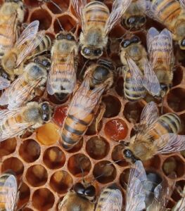 ana arı satışı