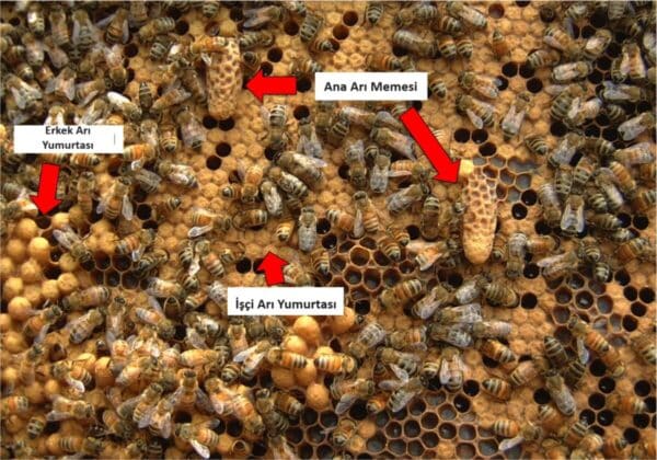 Arı Kolonisi Nedir ve Kimlerden Oluşur - Arıcılık Malzemeleri