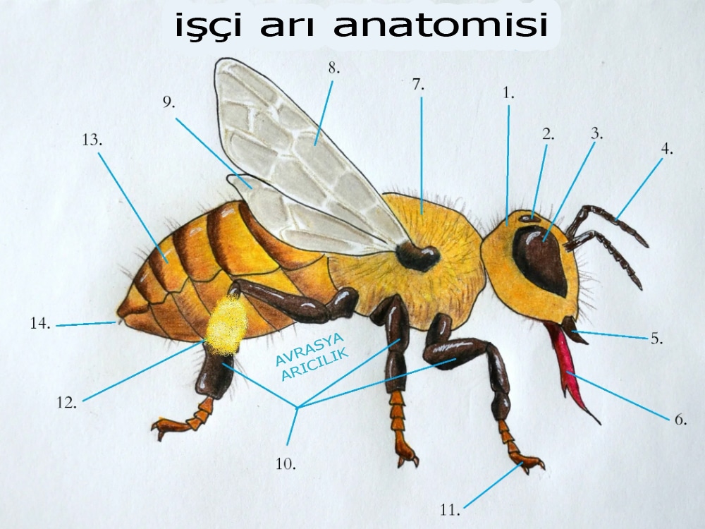 bal arisinin ic yapisi 3