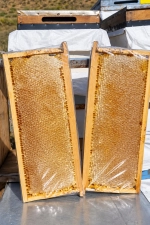 Petek Çiçek Balı 1 Kg 2