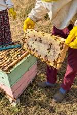 Petek Çiçek Balı 1 Kg 4