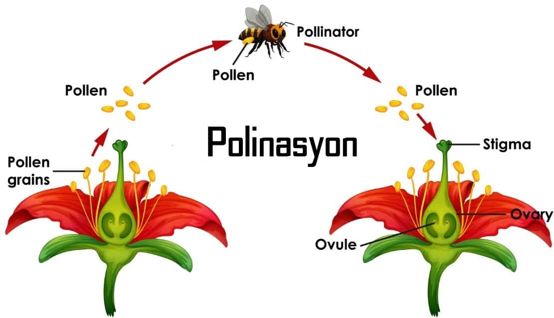 Polinasyon