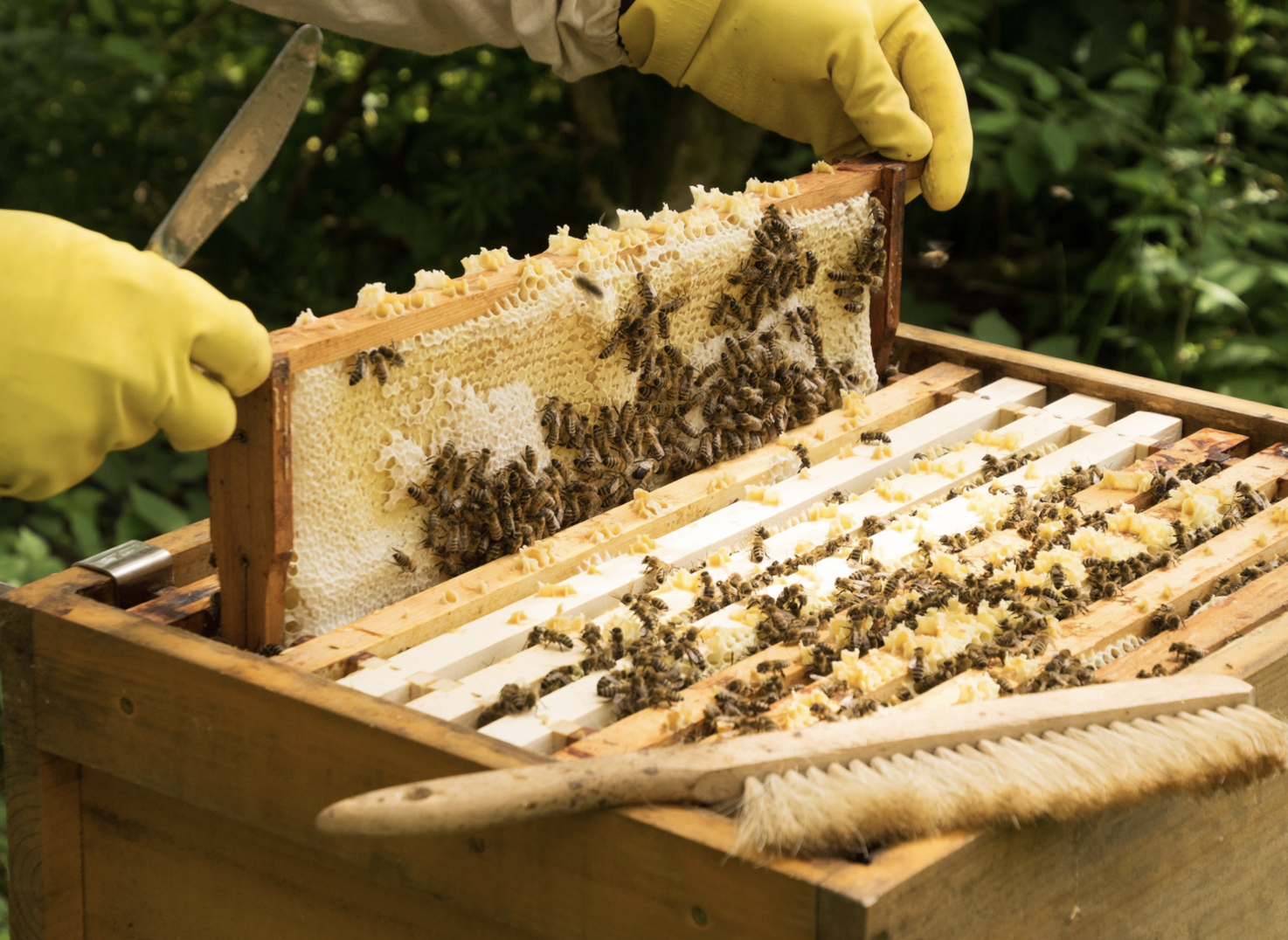 2025 Arıcılık Destekleme Başvuruları Başladı 2