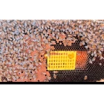 Tropi Akarı (Tropilaelaps) Kafesi 2