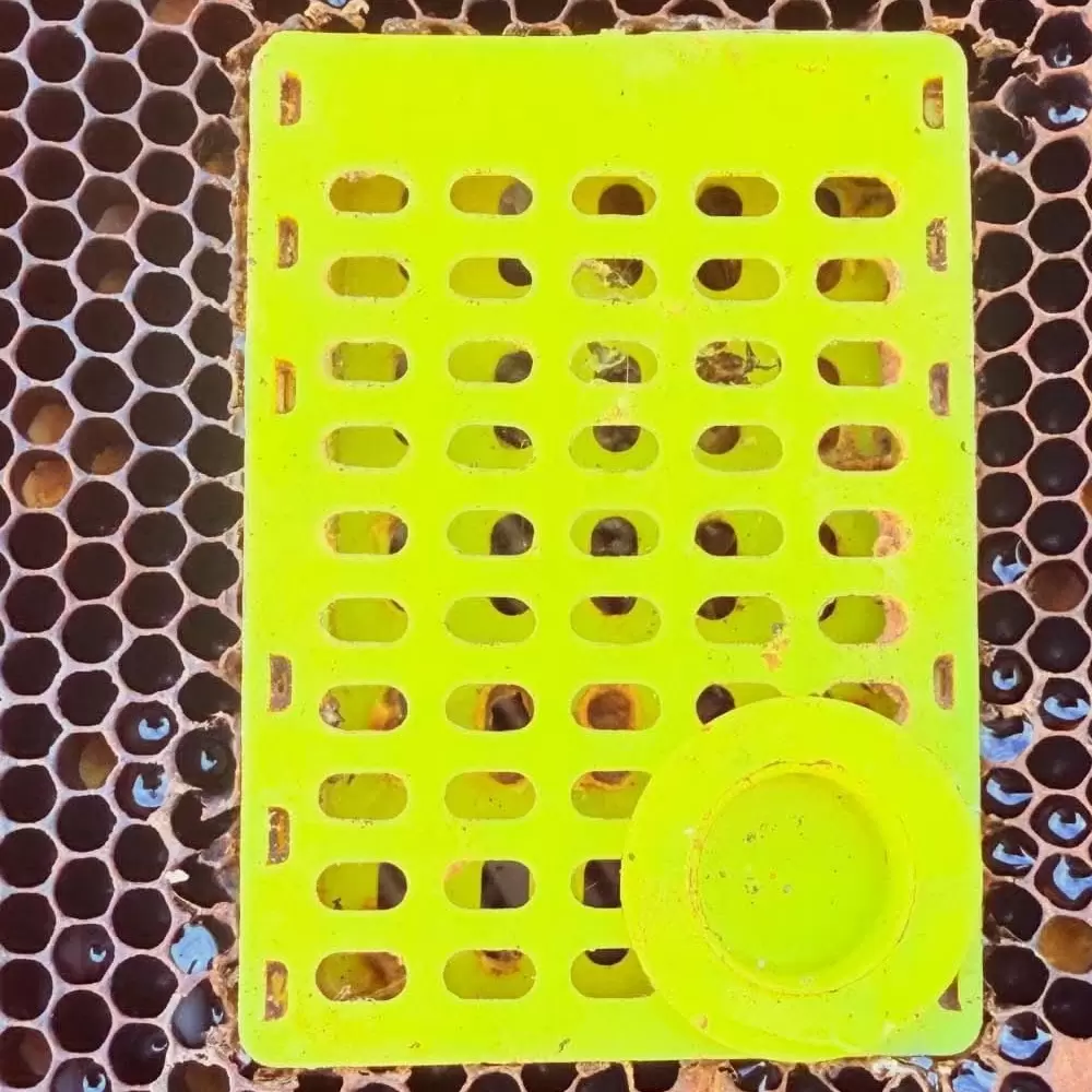 Tropi Akarı (Tropilaelaps) Kafesi 3 Tropi Akarı (Tropilaelaps) Kafesi 3