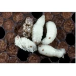 Tropi Akarı (Tropilaelaps) Kafesi 4