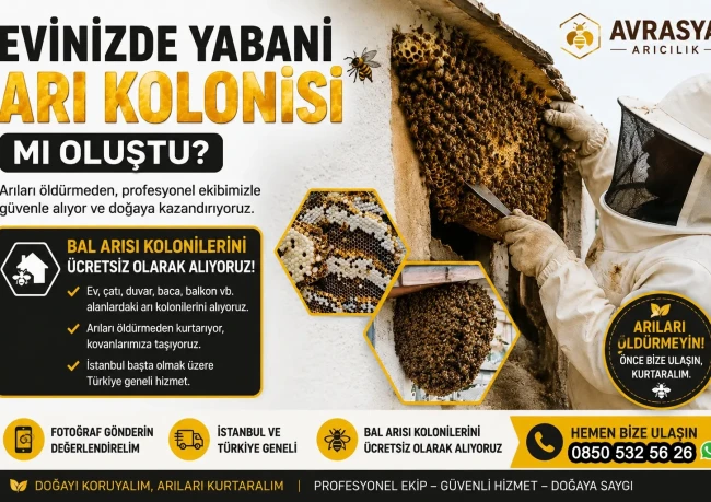 Evden Yabani Arı Alma ve Arı Kolonisi Kurtarma 3