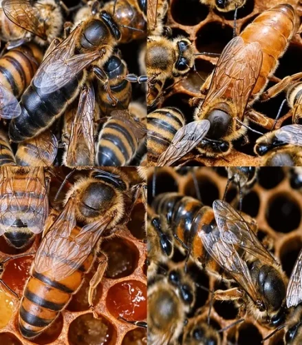 ana arı kategori avrasay arıcılık 15