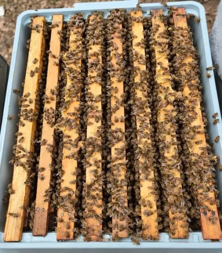 Paket Arı ve Satılık Arı avrasya arıcılık